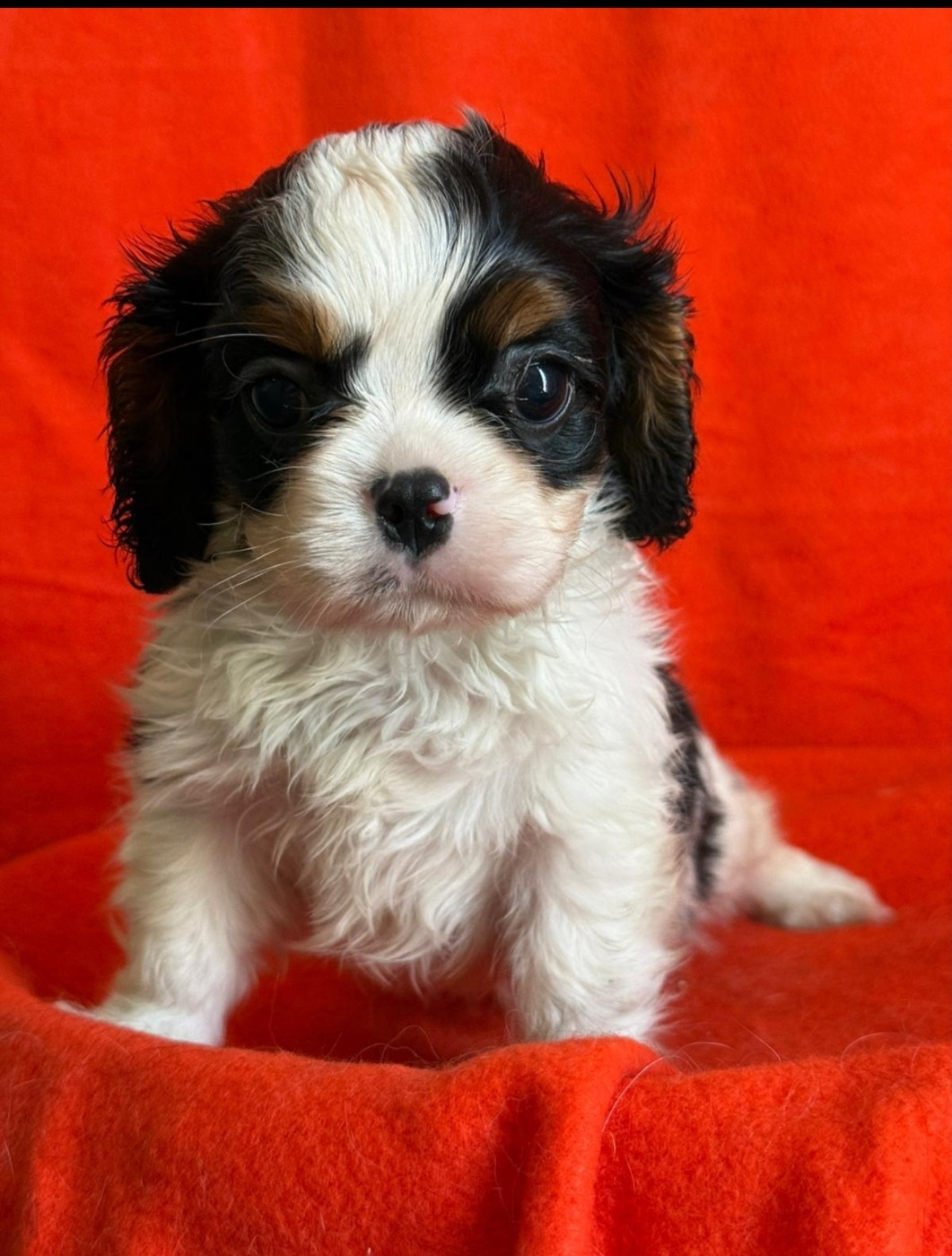 Du Souvenir Des Dicks - Chiots disponibles - Cavalier King Charles Spaniel