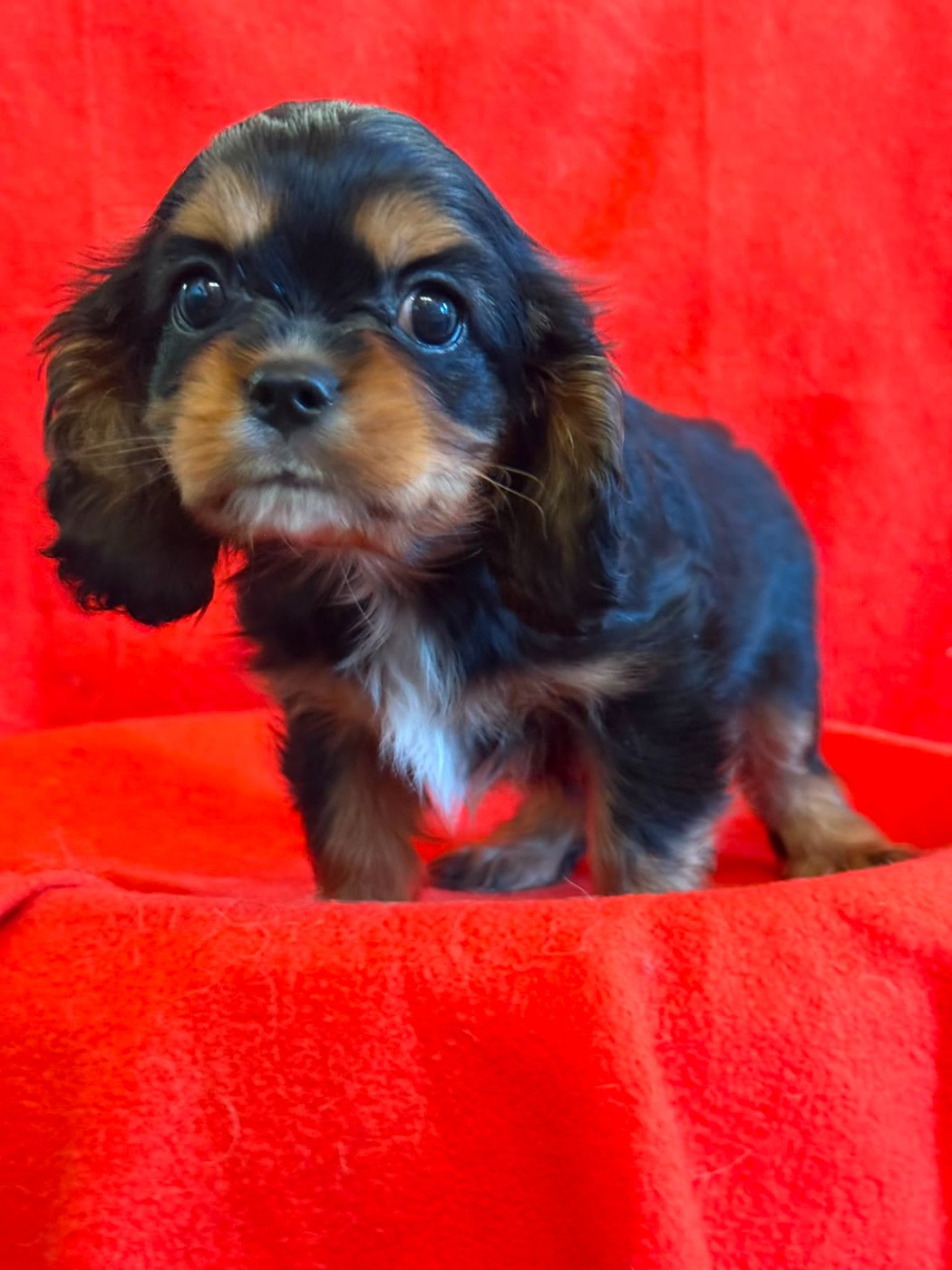 Du Souvenir Des Dicks - Chiots disponibles - Cavalier King Charles Spaniel