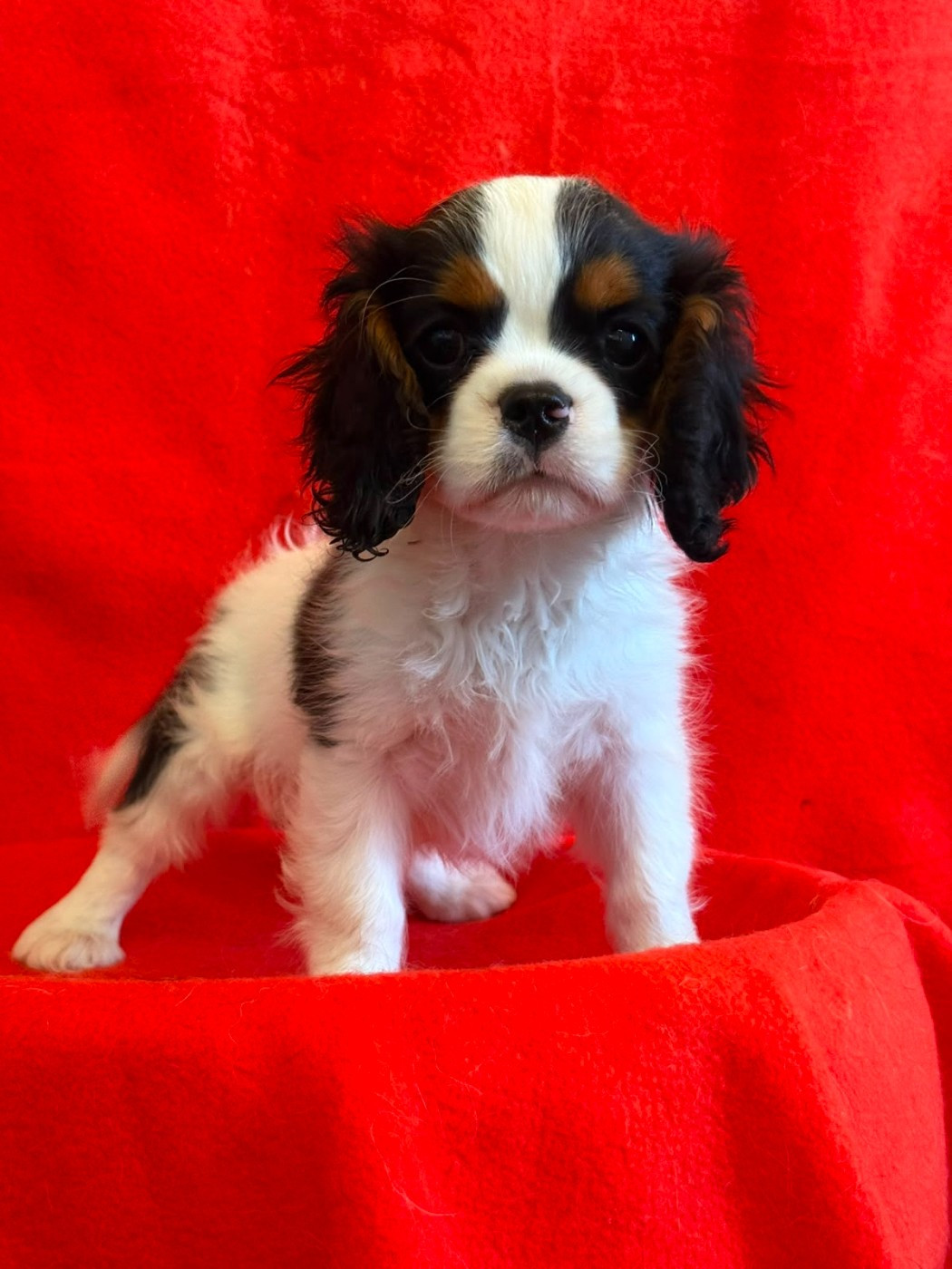 Du Souvenir Des Dicks - Chiots disponibles - Cavalier King Charles Spaniel