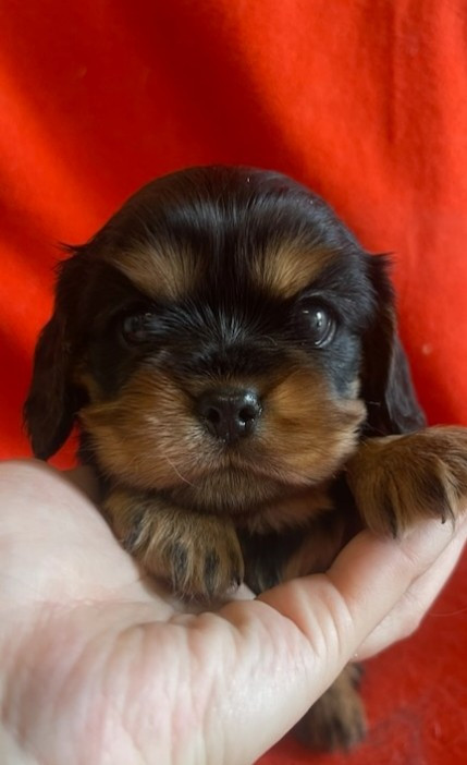 Du Souvenir Des Dicks - Chiots disponibles - Cavalier King Charles Spaniel