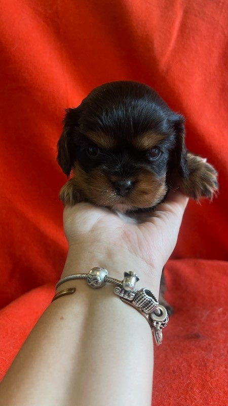 Du Souvenir Des Dicks - Chiots disponibles - Cavalier King Charles Spaniel