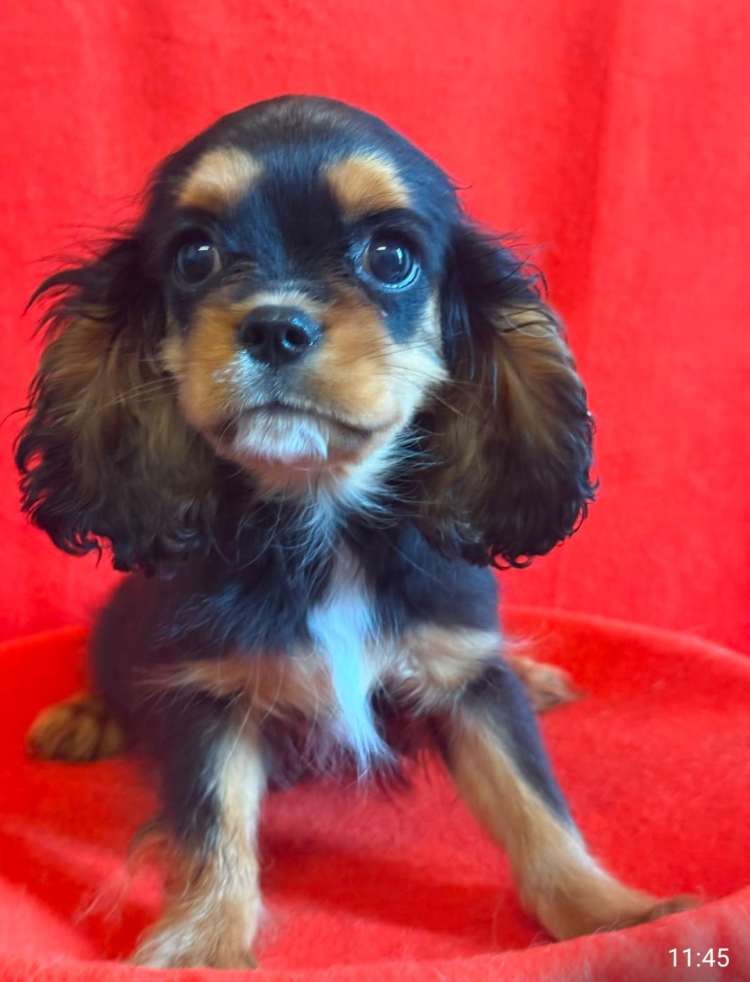 Du Souvenir Des Dicks - Chiots disponibles - Cavalier King Charles Spaniel