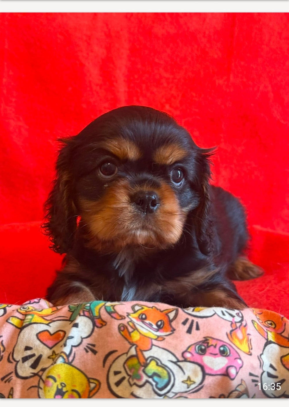 Du Souvenir Des Dicks - Chiots disponibles - Cavalier King Charles Spaniel