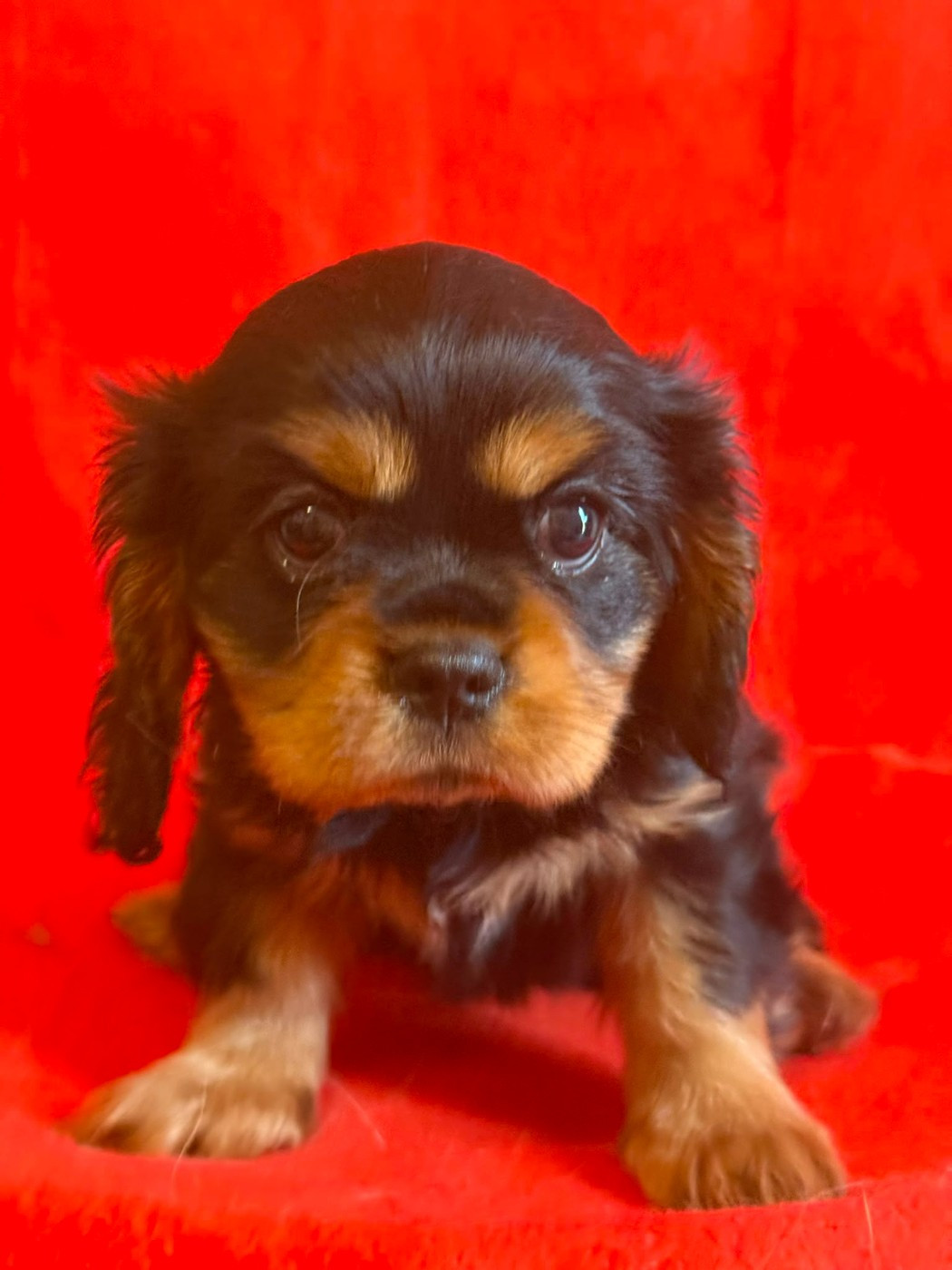 Du Souvenir Des Dicks - Chiots disponibles - Cavalier King Charles Spaniel