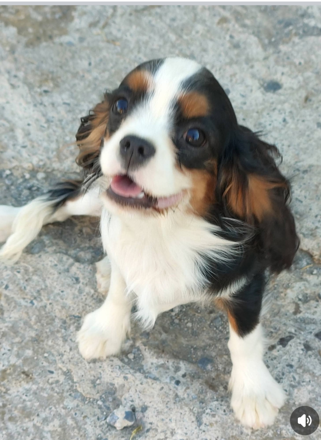 Du Souvenir Des Dicks - Cavalier King Charles Spaniel - Portée née le 04/03/2026