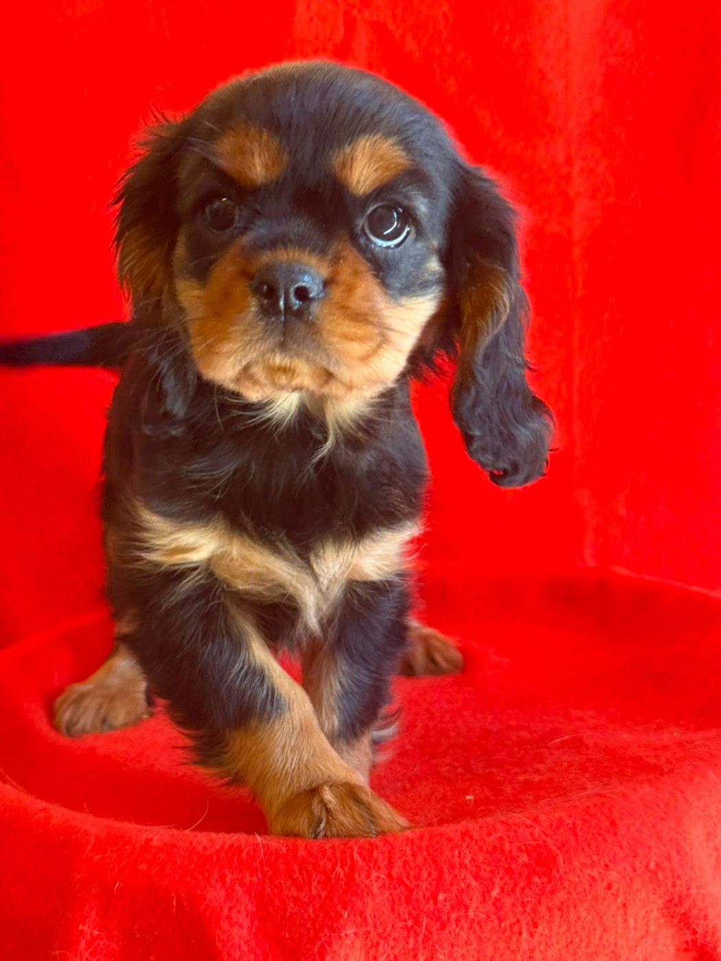 Du Souvenir Des Dicks - Chiots disponibles - Cavalier King Charles Spaniel