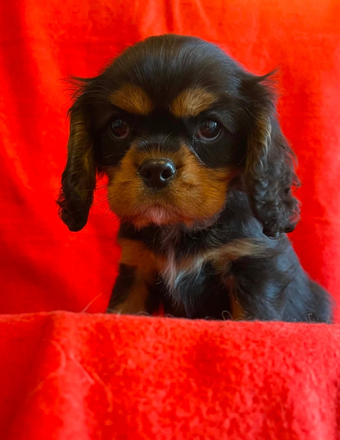 Du Souvenir Des Dicks - Chiots disponibles - Cavalier King Charles Spaniel