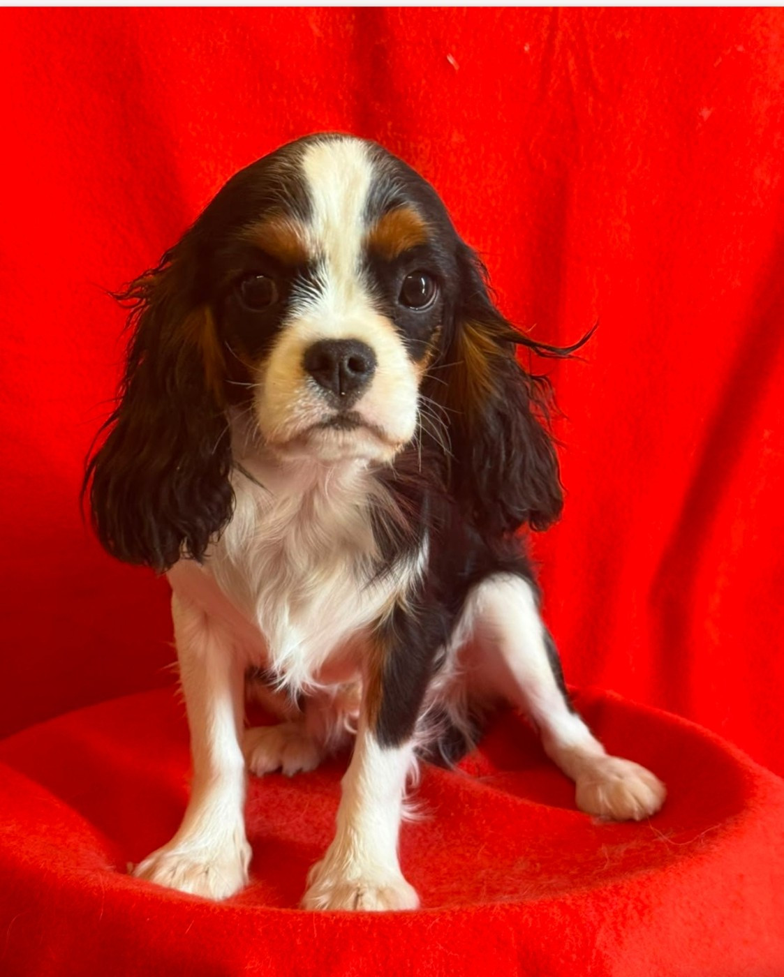 Du Souvenir Des Dicks - Chiots disponibles - Cavalier King Charles Spaniel