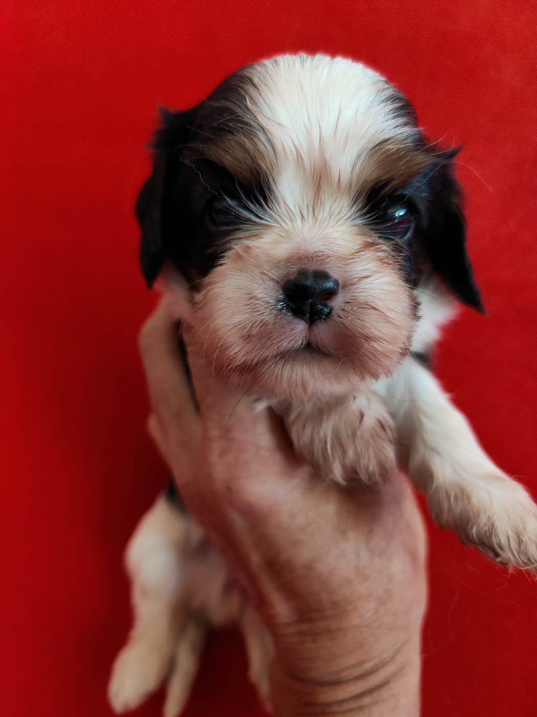 Chiot Cavalier King Charles Spaniel Du Souvenir Des Dicks