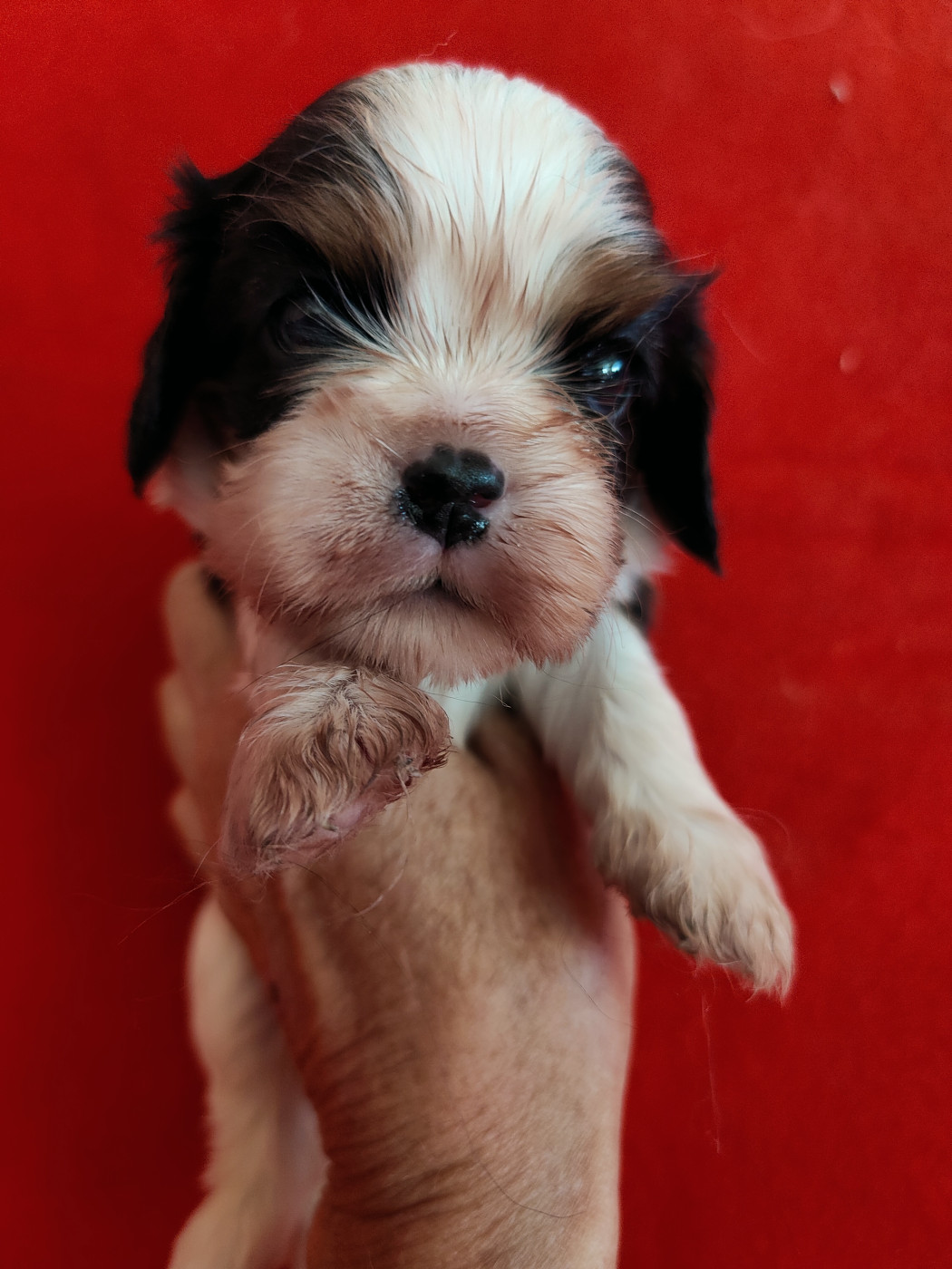 Du Souvenir Des Dicks - Chiots disponibles - Cavalier King Charles Spaniel