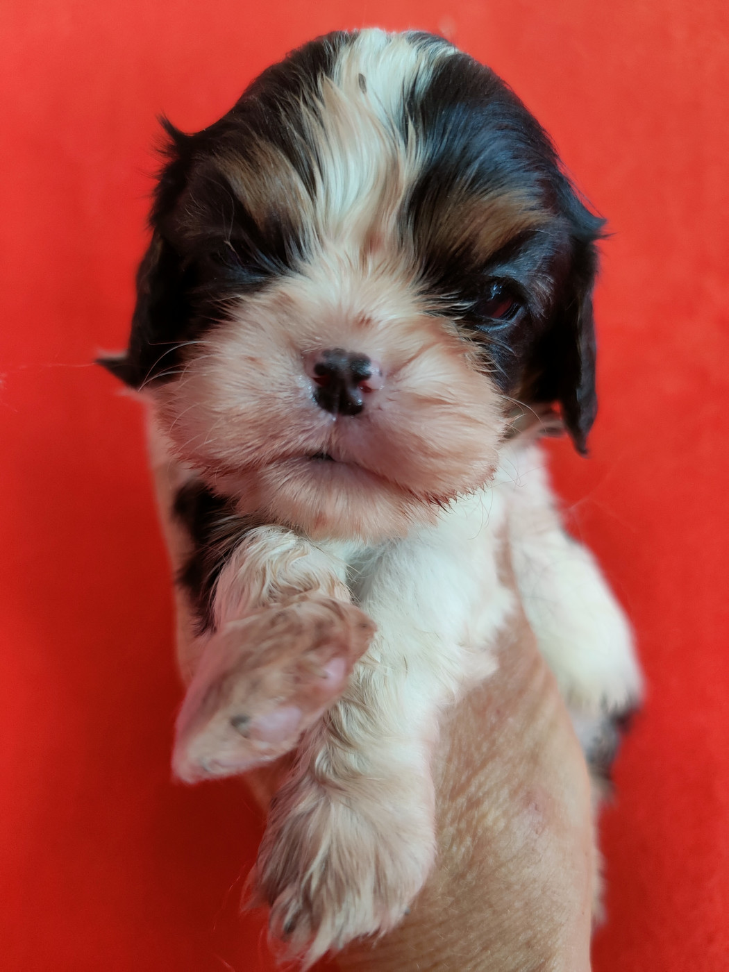 Du Souvenir Des Dicks - Chiots disponibles - Cavalier King Charles Spaniel