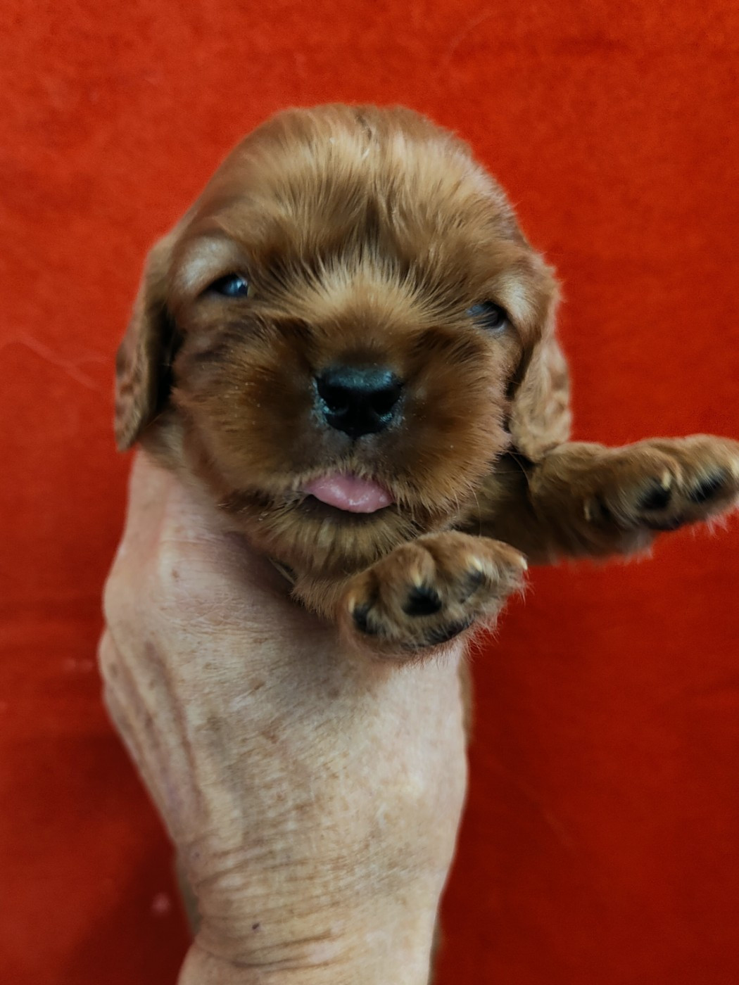 Du Souvenir Des Dicks - Chiots disponibles - Cavalier King Charles Spaniel