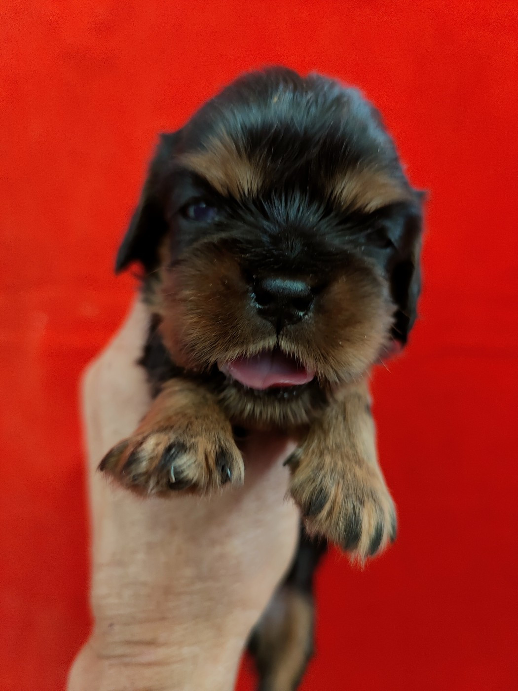 Du Souvenir Des Dicks - Chiots disponibles - Cavalier King Charles Spaniel