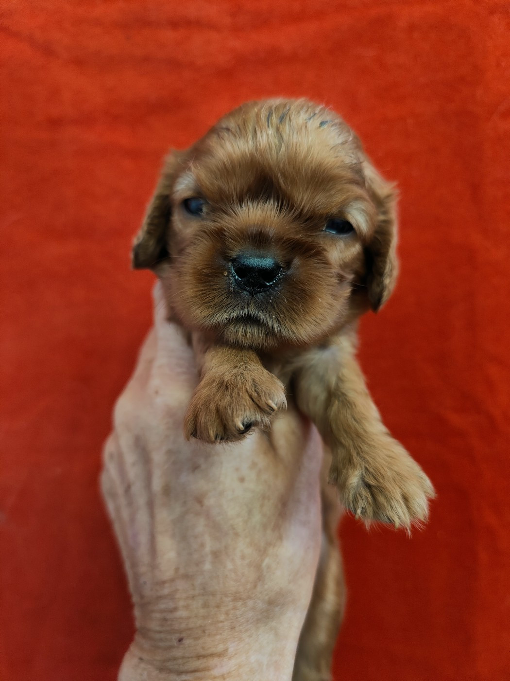 Du Souvenir Des Dicks - Chiots disponibles - Cavalier King Charles Spaniel