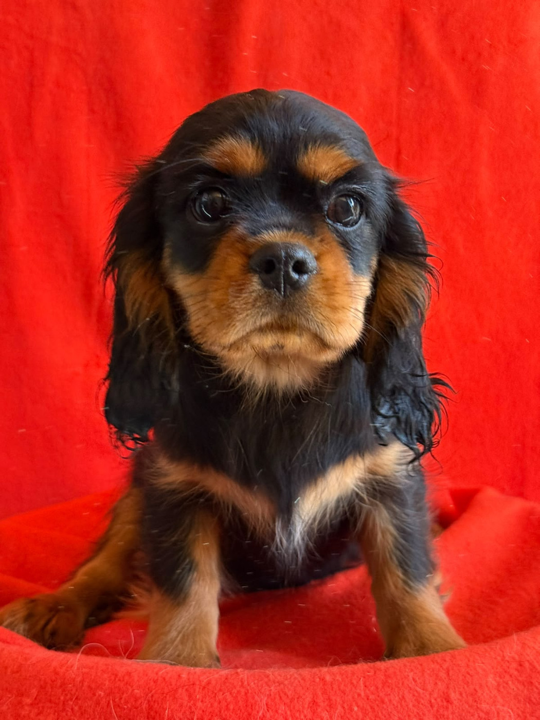 Du Souvenir Des Dicks - Chiots disponibles - Cavalier King Charles Spaniel