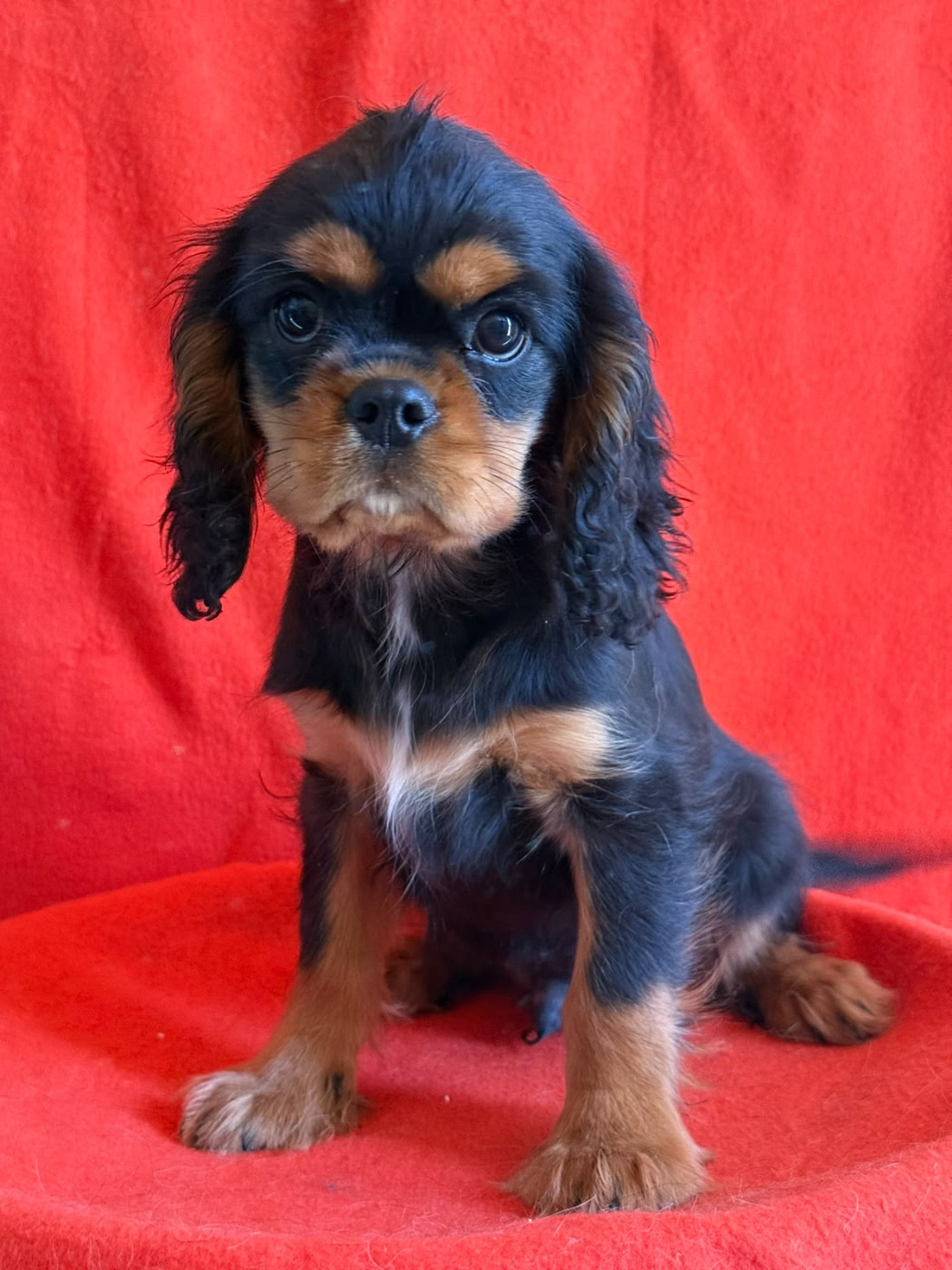 Du Souvenir Des Dicks - Chiots disponibles - Cavalier King Charles Spaniel