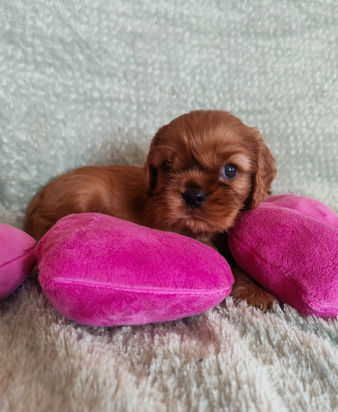 Du Souvenir Des Dicks - Chiots disponibles - Cavalier King Charles Spaniel