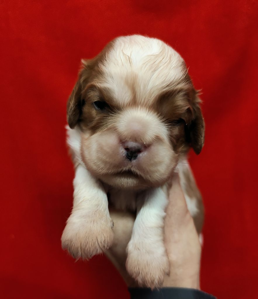 Du Souvenir Des Dicks - Chiots disponibles - Cavalier King Charles Spaniel