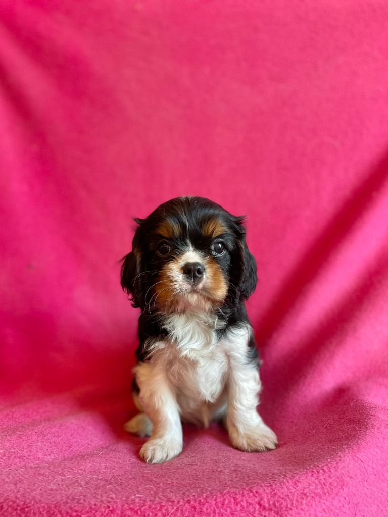 Du Souvenir Des Dicks - Chiots disponibles - Cavalier King Charles Spaniel