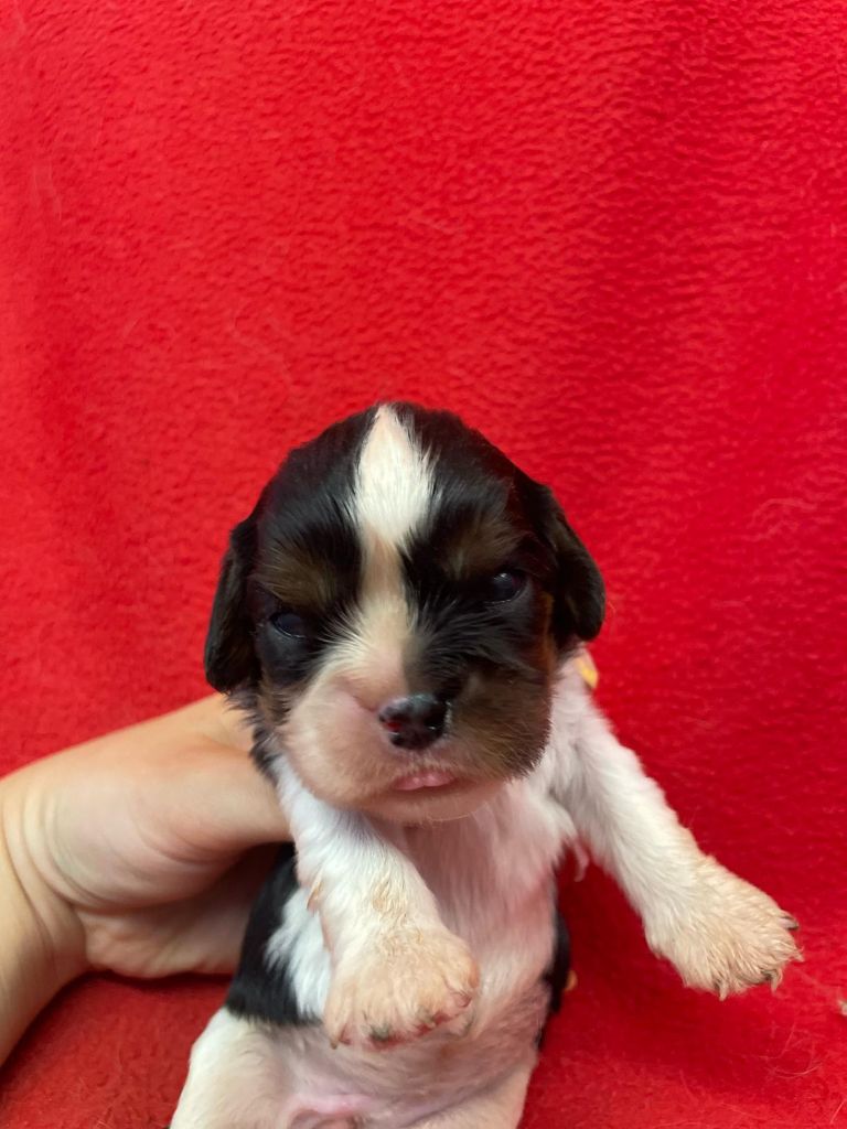 Du Souvenir Des Dicks - Chiots disponibles - Cavalier King Charles Spaniel