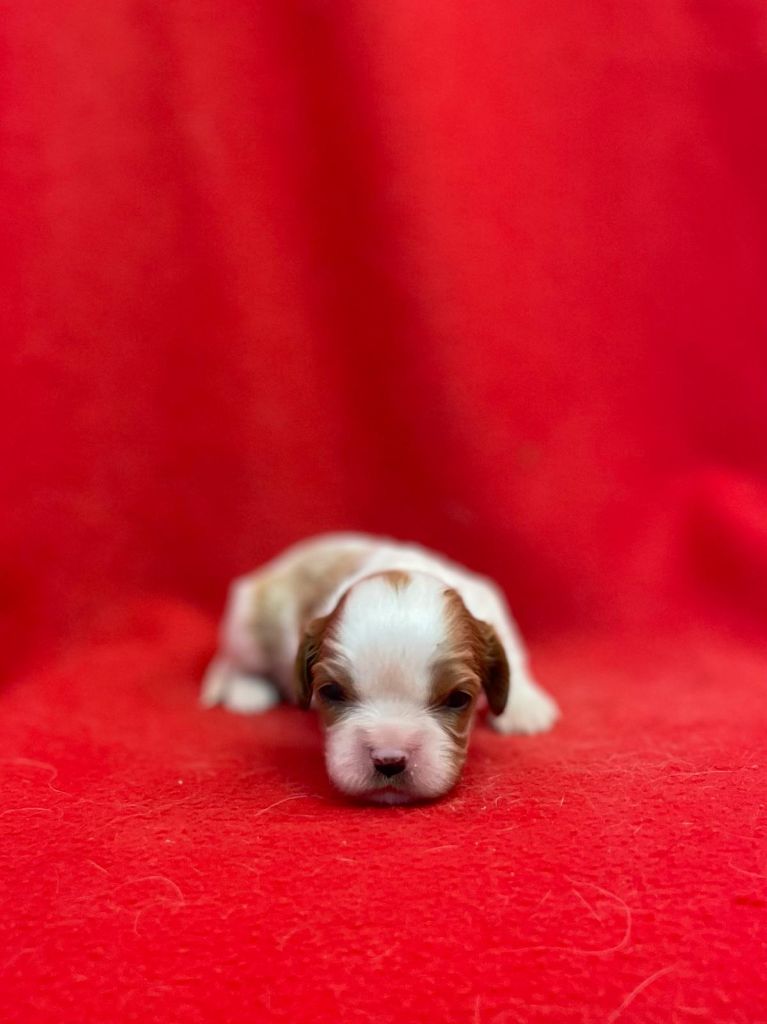 Du Souvenir Des Dicks - Chiots disponibles - Cavalier King Charles Spaniel