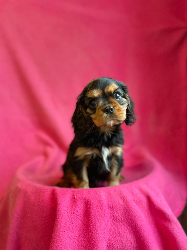 Du Souvenir Des Dicks - Cavalier King Charles Spaniel - Portée née le 03/10/2025