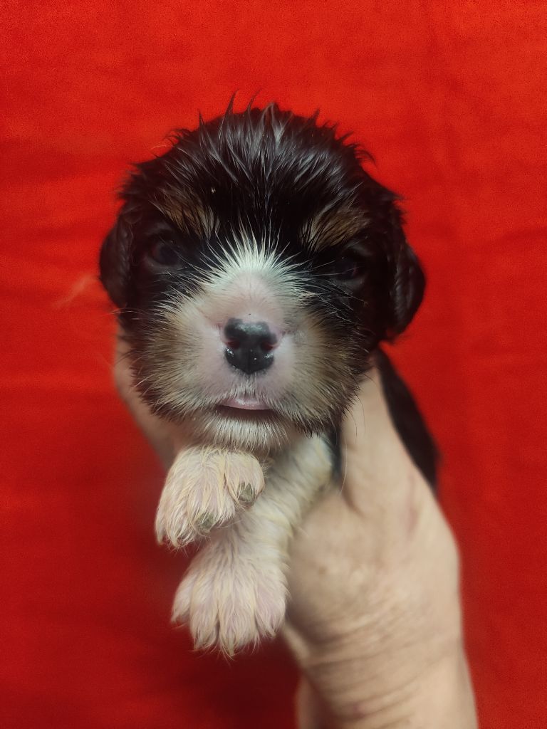 Du Souvenir Des Dicks - Chiots disponibles - Cavalier King Charles Spaniel