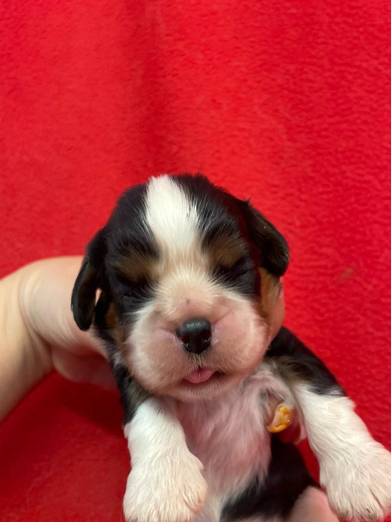 Du Souvenir Des Dicks - Chiots disponibles - Cavalier King Charles Spaniel