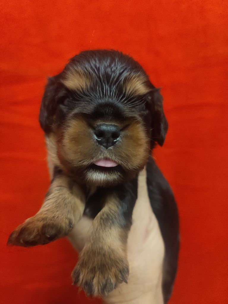 Du Souvenir Des Dicks - Chiots disponibles - Cavalier King Charles Spaniel
