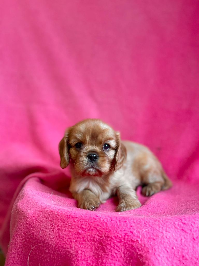 Du Souvenir Des Dicks - Chiots disponibles - Cavalier King Charles Spaniel