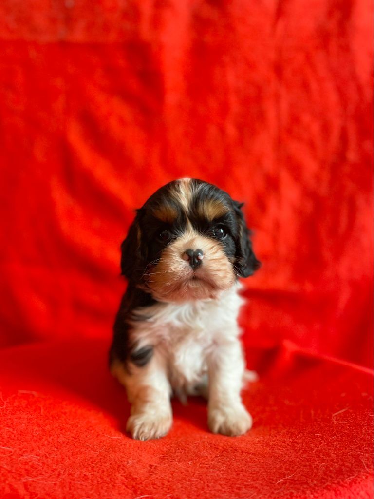 Du Souvenir Des Dicks - Chiots disponibles - Cavalier King Charles Spaniel