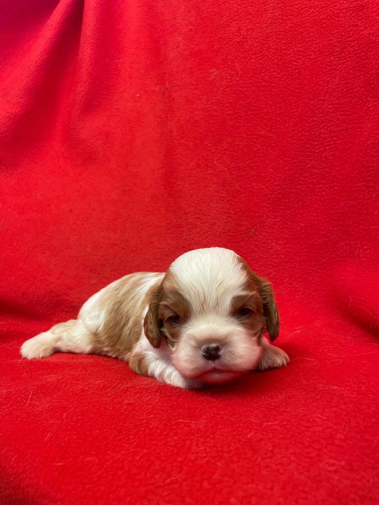 Du Souvenir Des Dicks - Cavalier King Charles Spaniel - Portée née le 02/05/2025