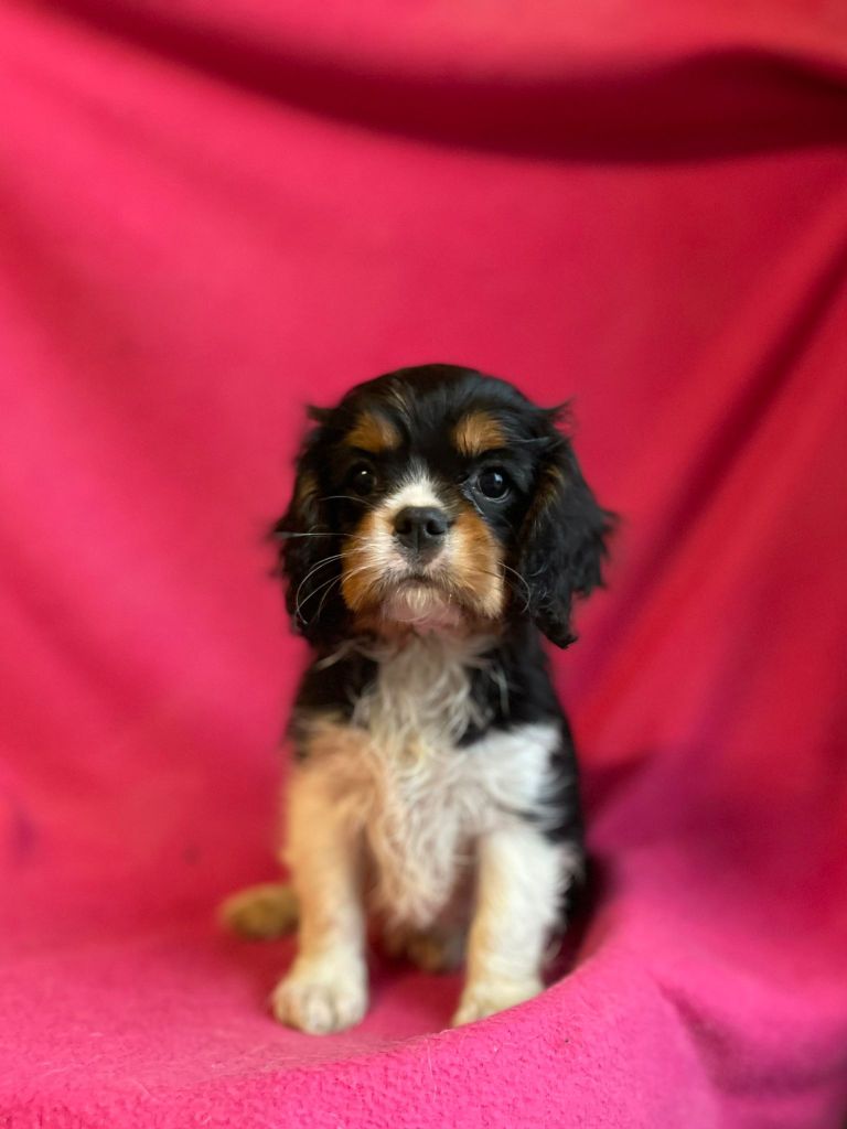 Du Souvenir Des Dicks - Chiots disponibles - Cavalier King Charles Spaniel