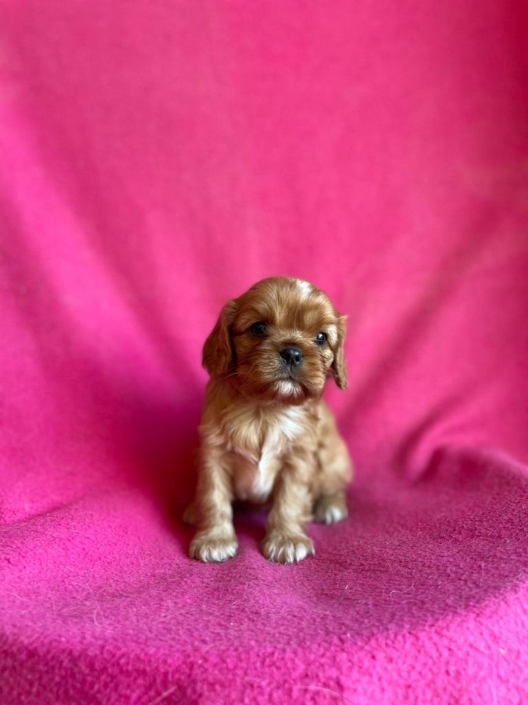 Du Souvenir Des Dicks - Chiots disponibles - Cavalier King Charles Spaniel