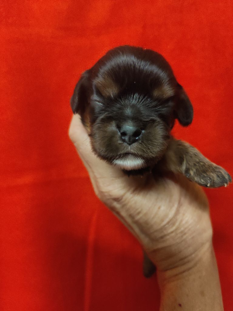 Du Souvenir Des Dicks - Chiots disponibles - Cavalier King Charles Spaniel