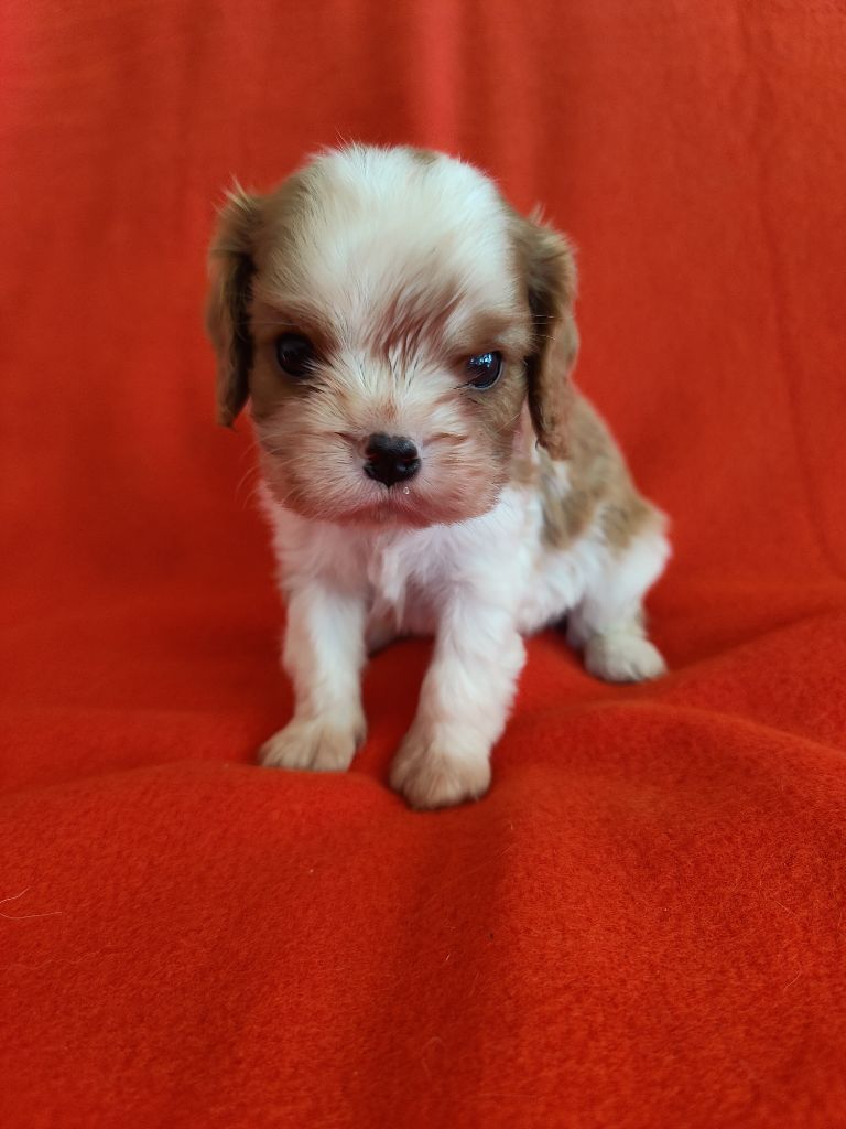 Du Souvenir Des Dicks - Chiots disponibles - Cavalier King Charles Spaniel