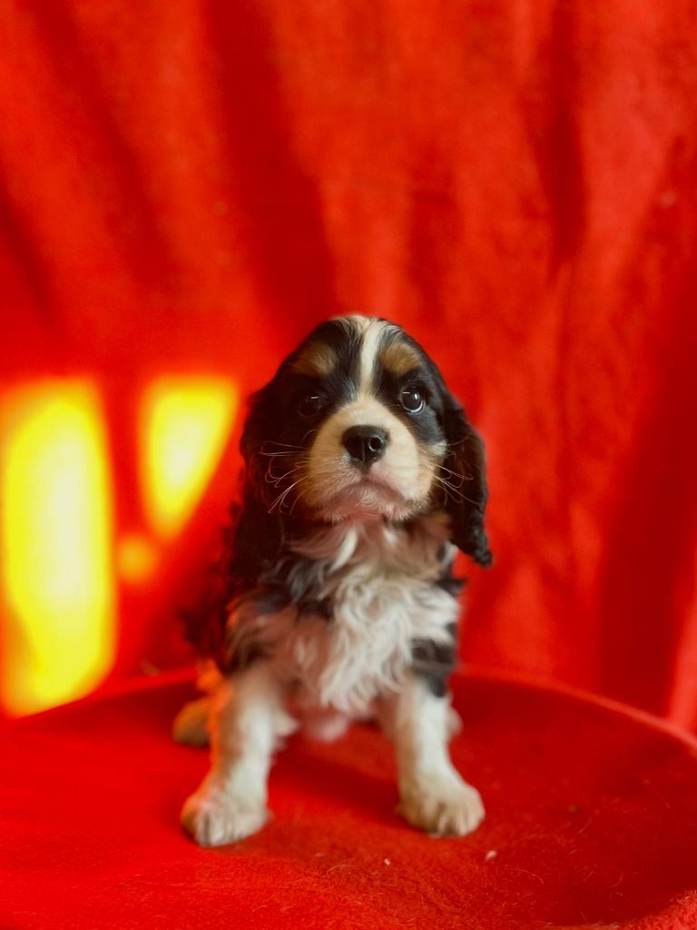 Du Souvenir Des Dicks - Chiots disponibles - Cavalier King Charles Spaniel