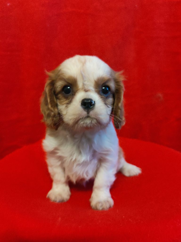 Du Souvenir Des Dicks - Cavalier King Charles Spaniel - Portée née le 28/11/2025