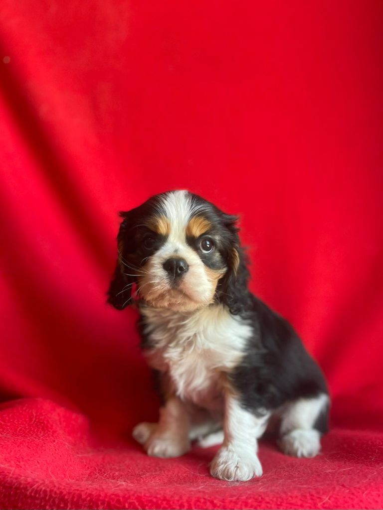 Du Souvenir Des Dicks - Chiots disponibles - Cavalier King Charles Spaniel