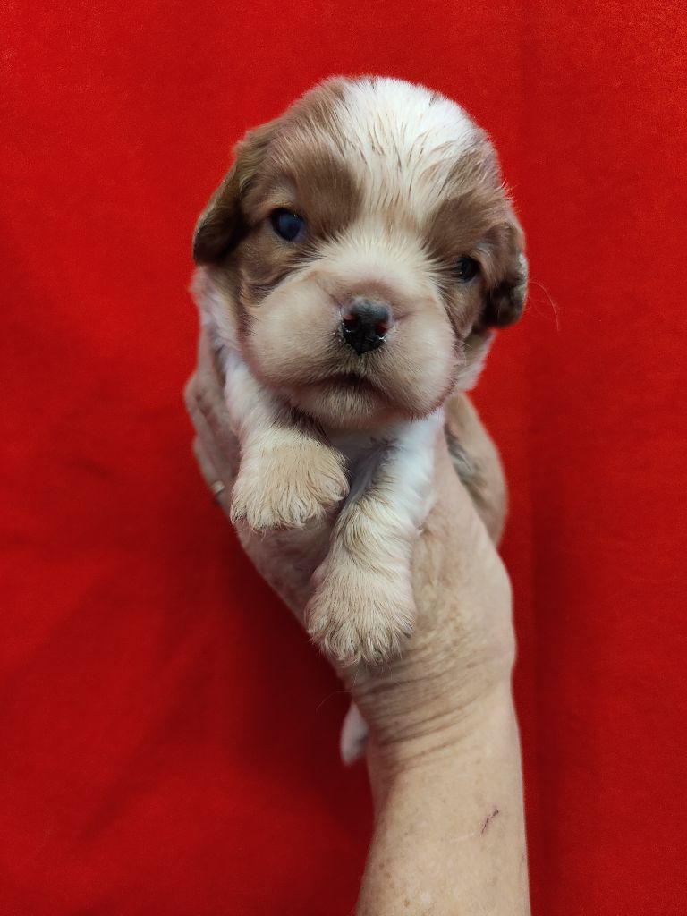 Du Souvenir Des Dicks - Chiots disponibles - Cavalier King Charles Spaniel