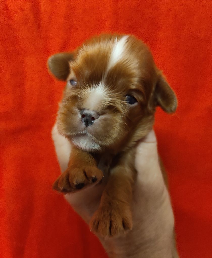 Du Souvenir Des Dicks - Chiots disponibles - Cavalier King Charles Spaniel