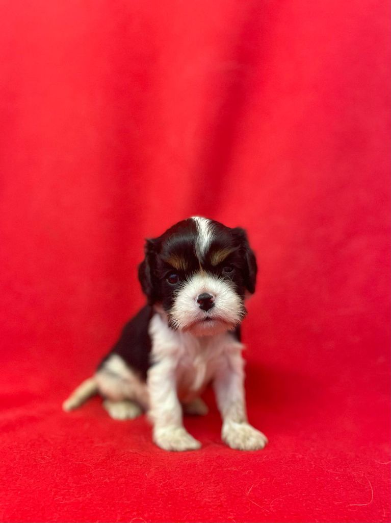 Du Souvenir Des Dicks - Chiots disponibles - Cavalier King Charles Spaniel