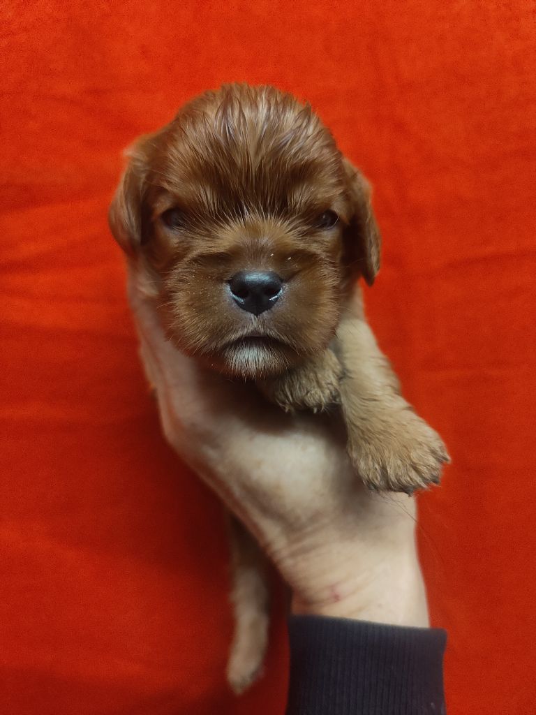 Du Souvenir Des Dicks - Chiots disponibles - Cavalier King Charles Spaniel