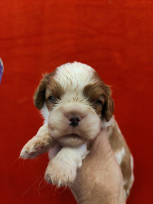 Joli male Blenheim