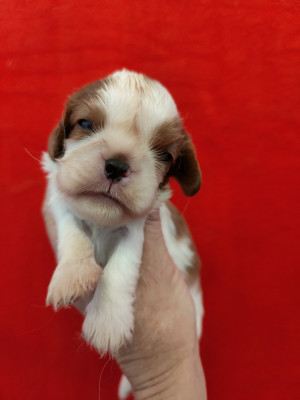 Chiot N°4
