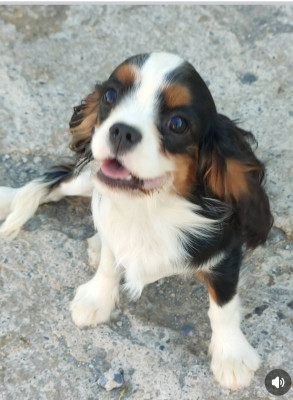 Bonnie