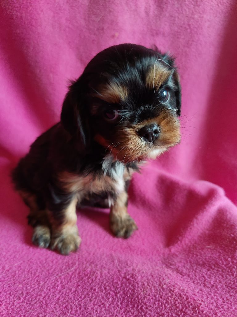 Du Souvenir Des Dicks - Chiots disponibles - Cavalier King Charles Spaniel