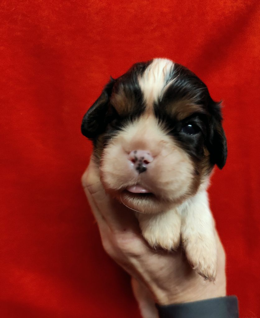 Du Souvenir Des Dicks - Chiots disponibles - Cavalier King Charles Spaniel