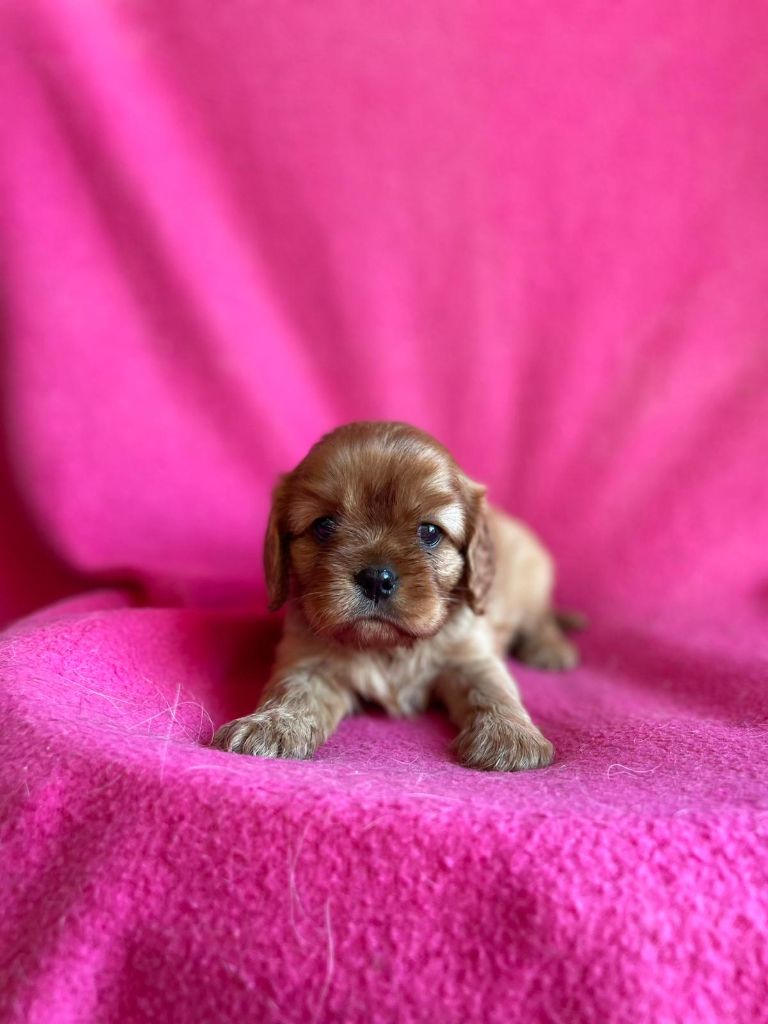 Du Souvenir Des Dicks - Chiots disponibles - Cavalier King Charles Spaniel