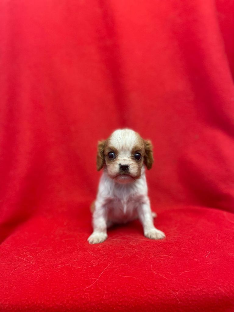 Du Souvenir Des Dicks - Cavalier King Charles Spaniel - Portée née le 10/05/2025